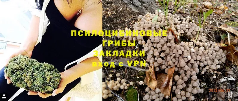 Псилоцибиновые грибы GOLDEN TEACHER  цена   Старая Купавна 